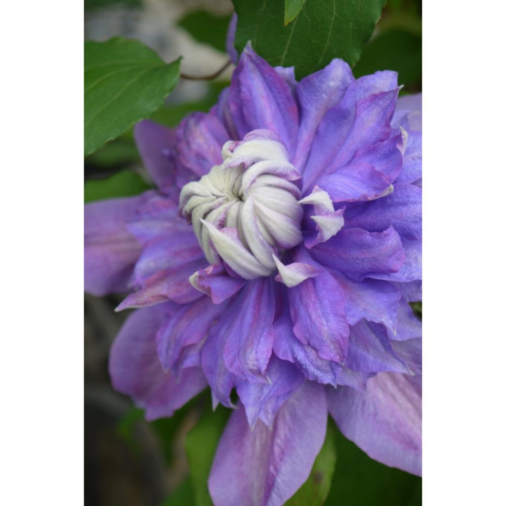 早咲き大輪系　ディアマンティナ　クレマチス　（『プレミアム』よりどり３ポット専用）