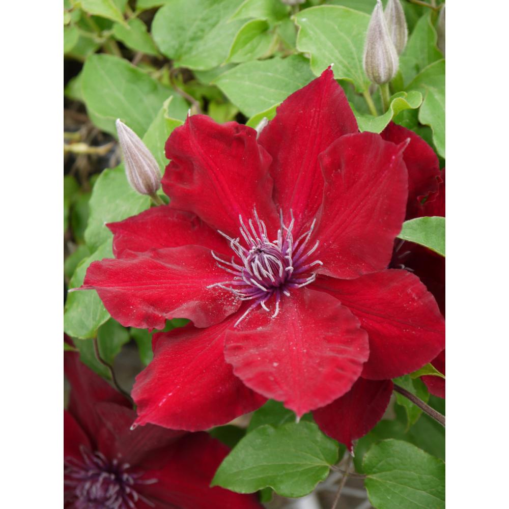 早咲き大輪系　ヌビア　クレマチス　（『プレミアム』よりどり３ポット専用）