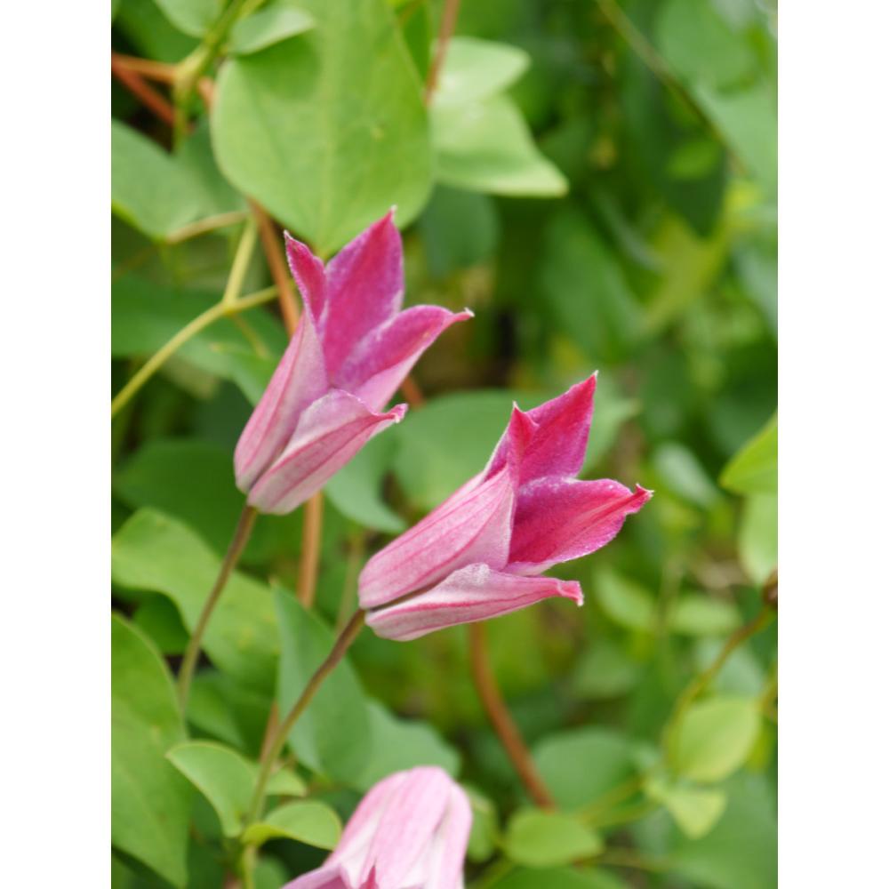 テクセンシス系　サー・トレボー・ローレンス　クレマチス　（『プレミアム』よりどり３ポット専用）