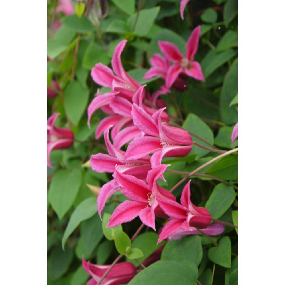 テクセンシス系　プリンセス・ダイアナ　クレマチス　（『プレミアム』よりどり３ポット専用）