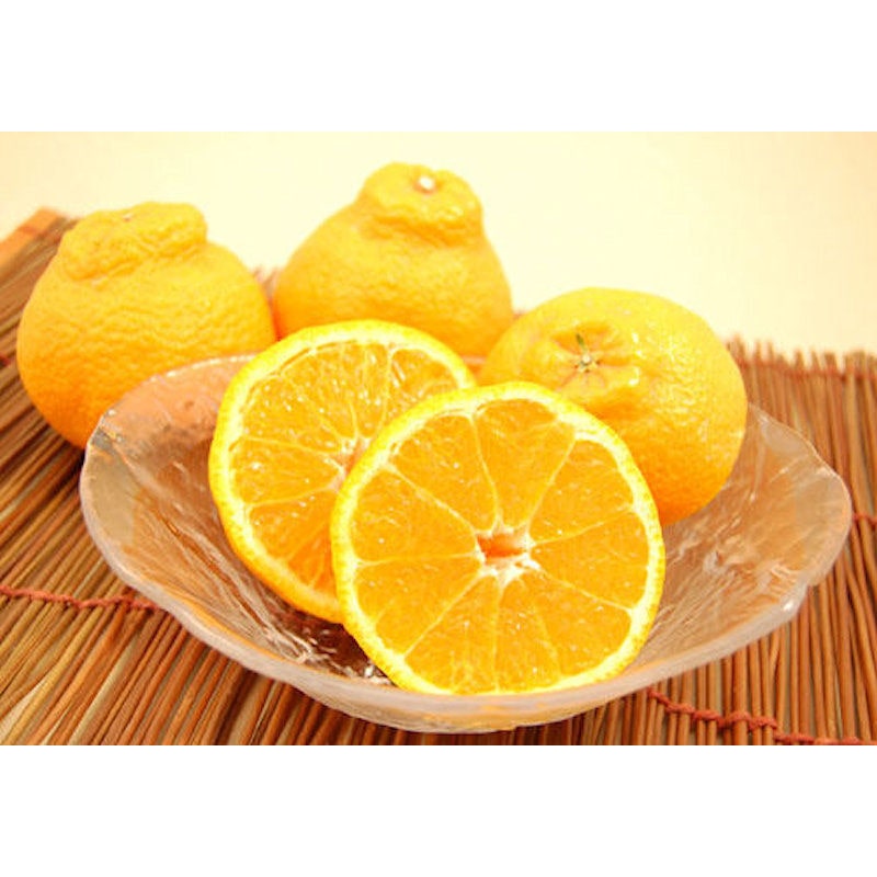 和歌山県有田川町産　木成り完熟イチローデコ　３Ｌサイズ　約５ｋｇ（１５玉前後）【注文期限：2026年4月25日】