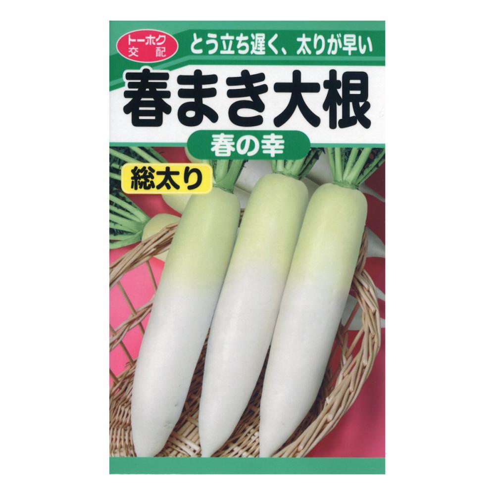 ダイコン種子　Ｆ１　とう立ち遅く、太りが早い　春まき大根　春の幸