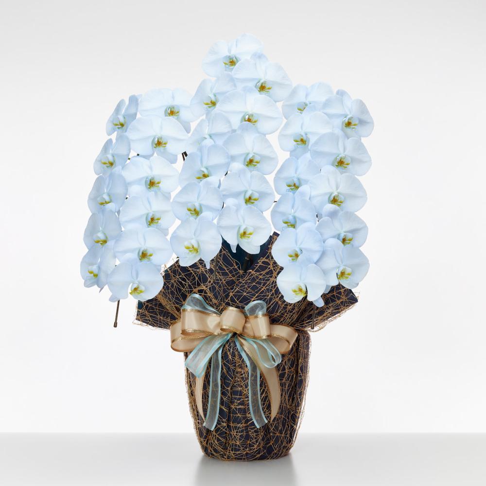 胡蝶蘭大輪　３本立ち　３３輪ＭＩＹＡＢＩ　【そら】