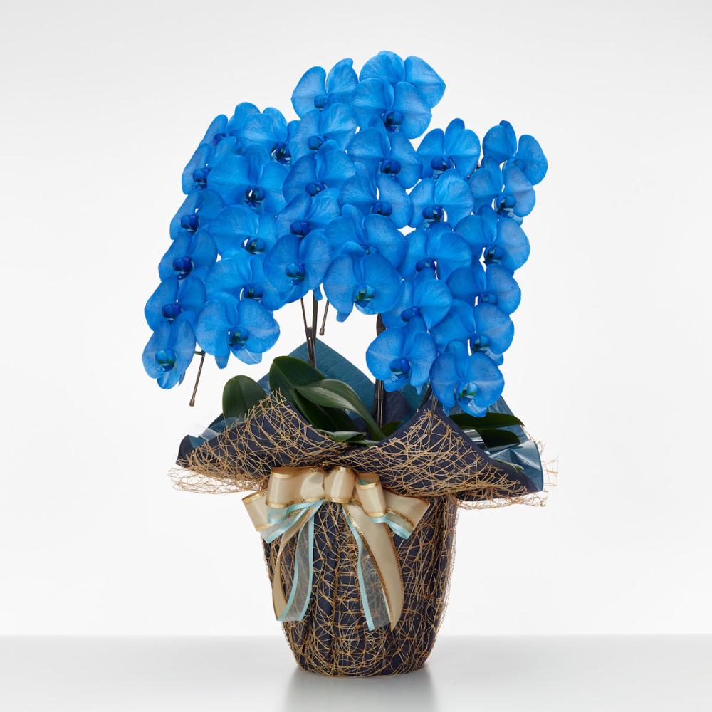 胡蝶蘭大輪　３本立ち　３３輪ＭＩＹＡＢＩ　【ネイビー】