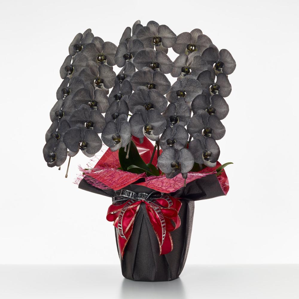 胡蝶蘭大輪　３本立ち　３３輪ＭＩＹＡＢＩ　【ブラック】