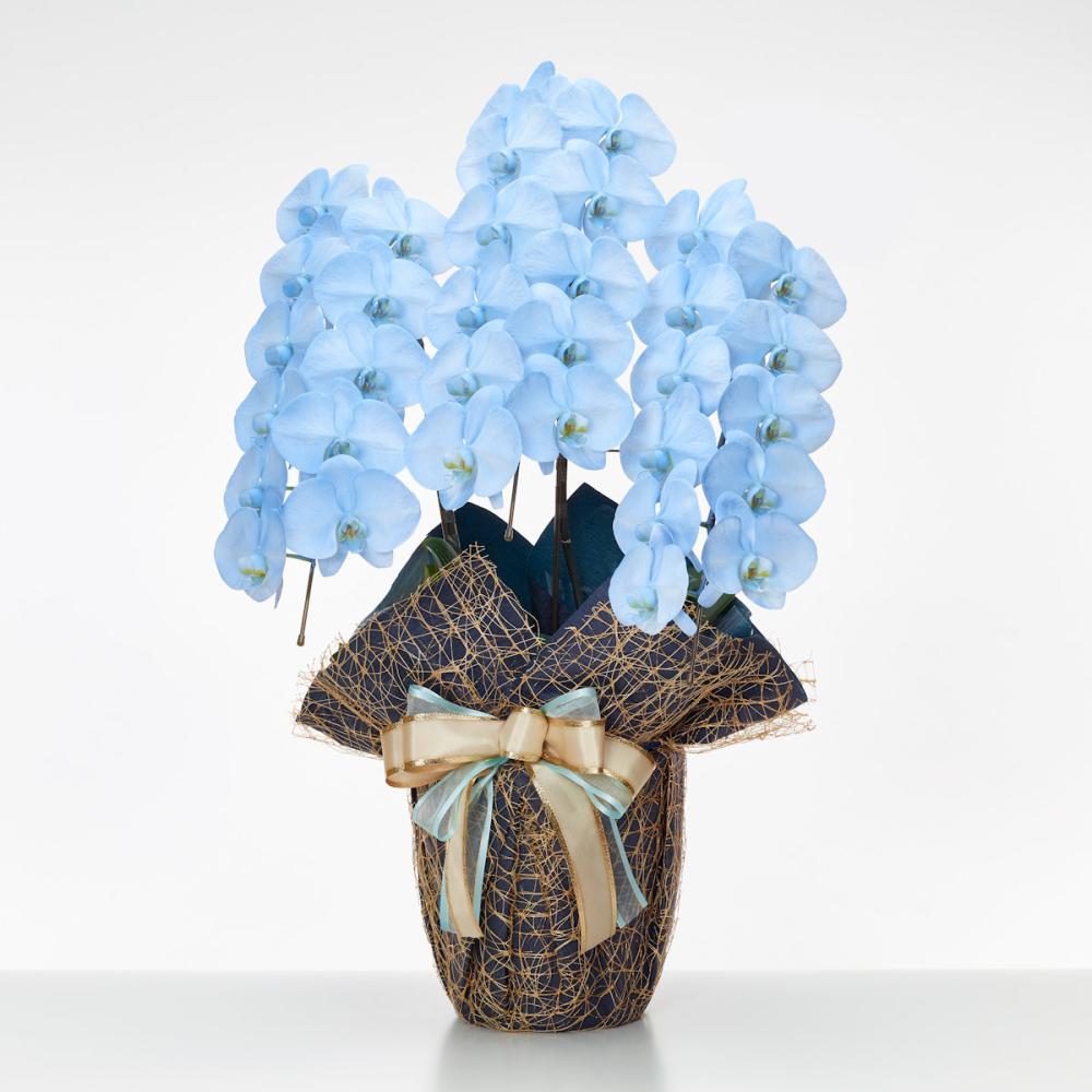 胡蝶蘭大輪　３本立ち　３３輪ＭＩＹＡＢＩ　【ブルー】