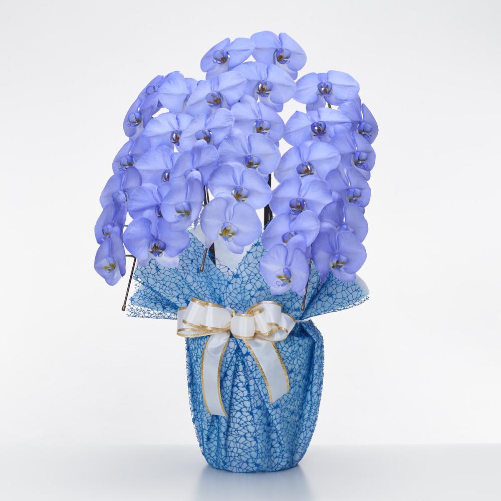 胡蝶蘭大輪　３本立ち　３３輪ＭＩＹＡＢＩ　【ラベンダー】