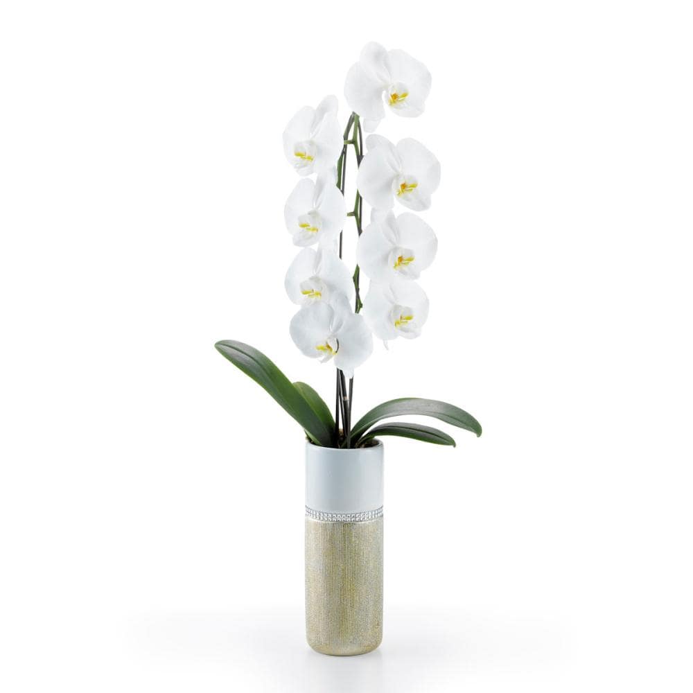 胡蝶蘭大輪　１本立ち　７輪トール鉢　【ゴールド】