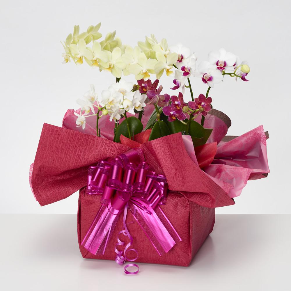 とりわけ胡蝶蘭ギフト　８本立ち（４鉢入）