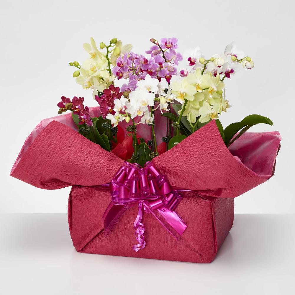 とりわけ胡蝶蘭ギフト　１２本立ち（６鉢入）