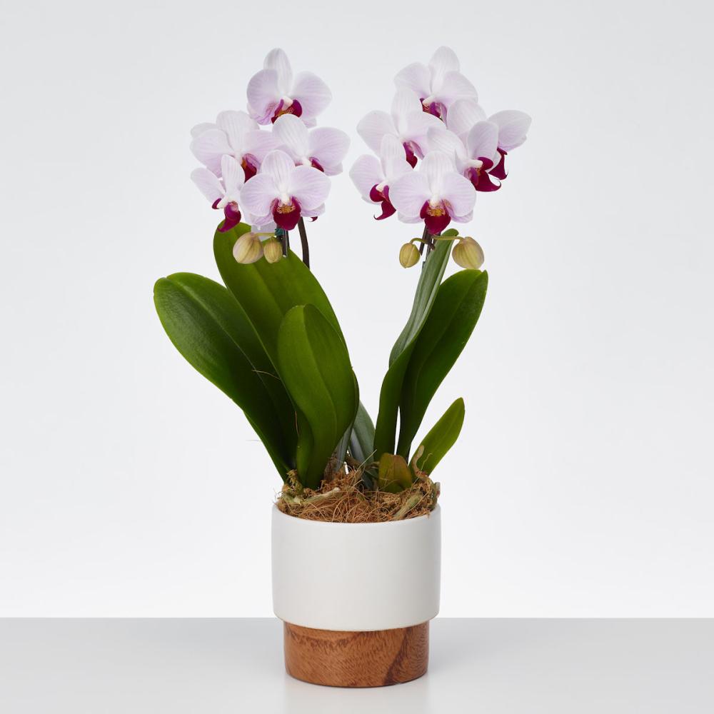 おくる胡蝶蘭　２本立ち　ツートンウッド鉢　【白赤リップ】