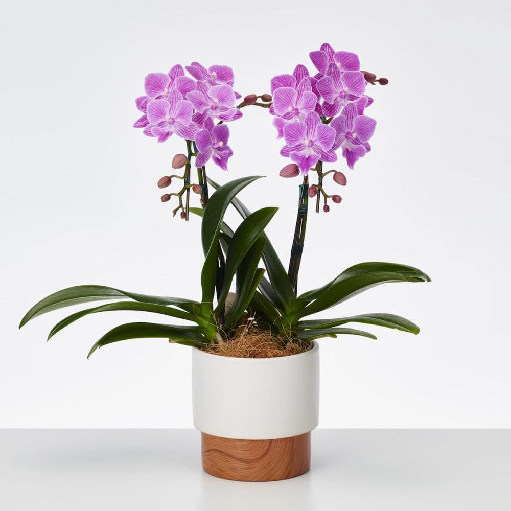 おくる胡蝶蘭　２本立ち　ツートンウッド鉢　【ピンク】