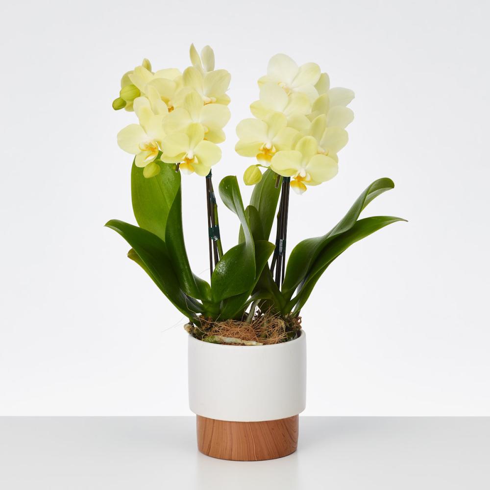 おくる胡蝶蘭　２本立ち　ツートンウッド鉢　【黄色】