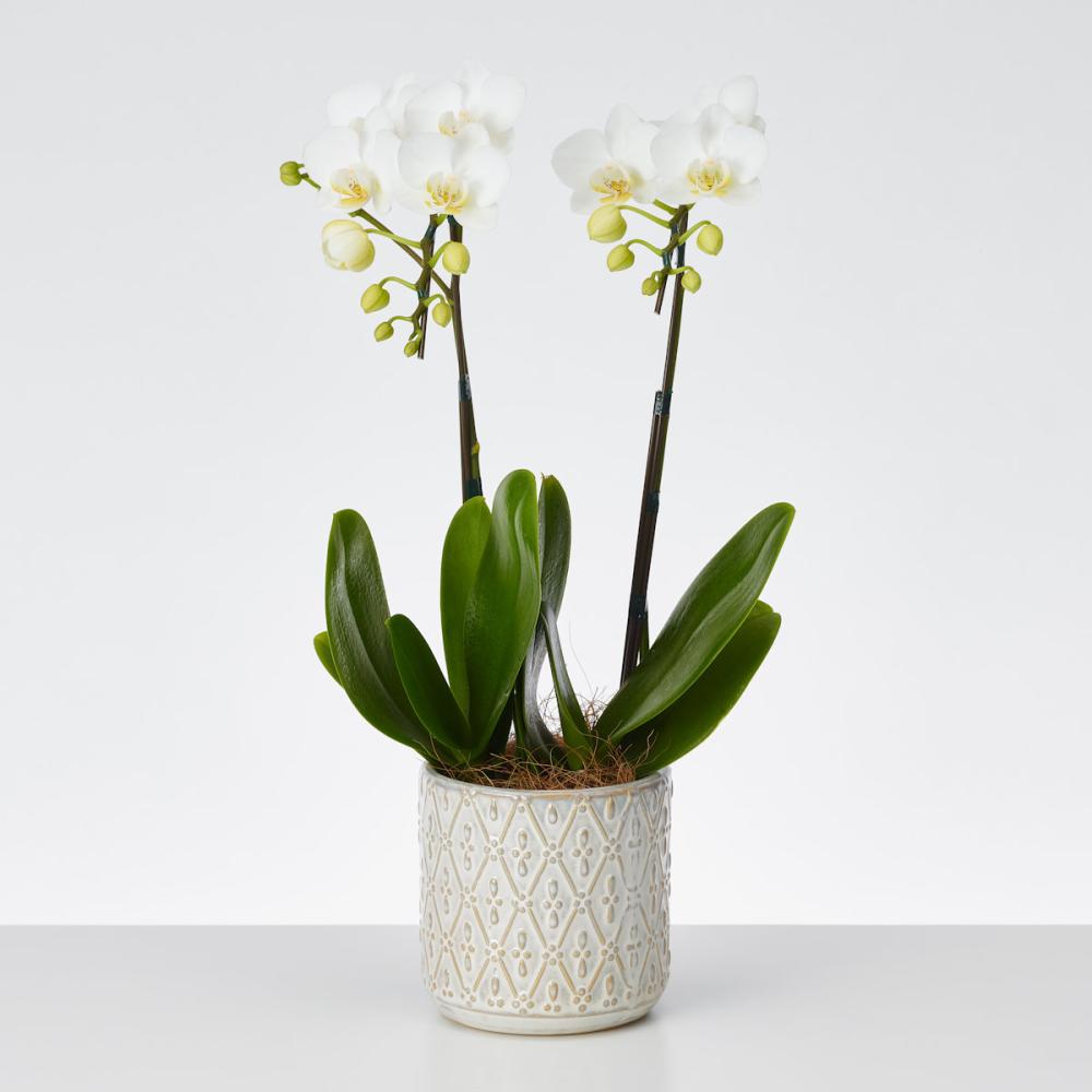 おくる胡蝶蘭　２本立ち　オーバル鉢　【白】