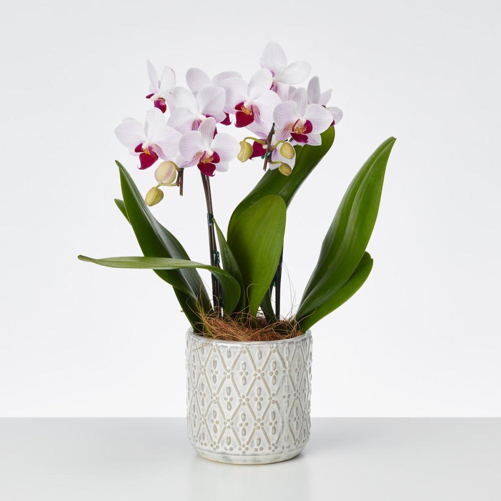 おくる胡蝶蘭　２本立ち　オーバル鉢　【白赤リップ】