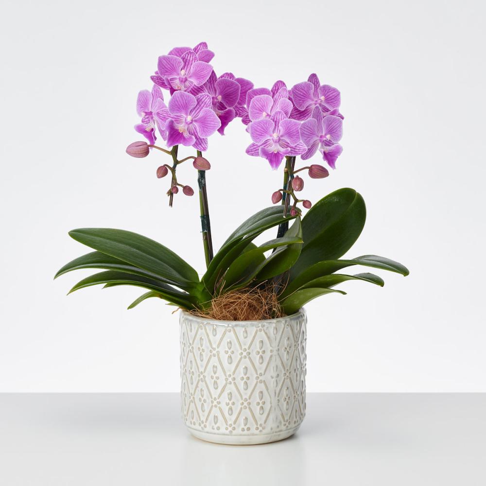 おくる胡蝶蘭　２本立ち　オーバル鉢　【ピンク】