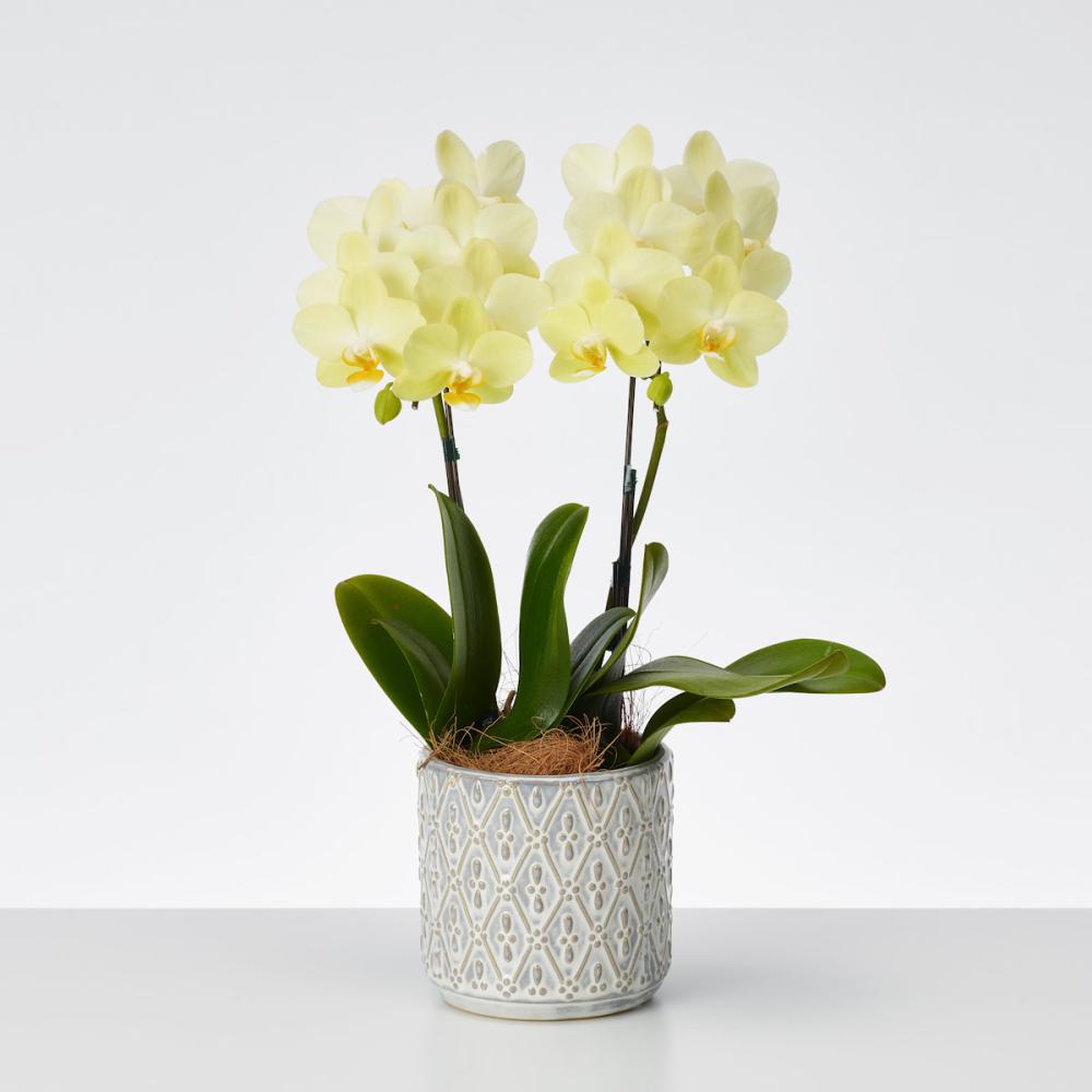 おくる胡蝶蘭　２本立ち　オーバル鉢　【黄色】