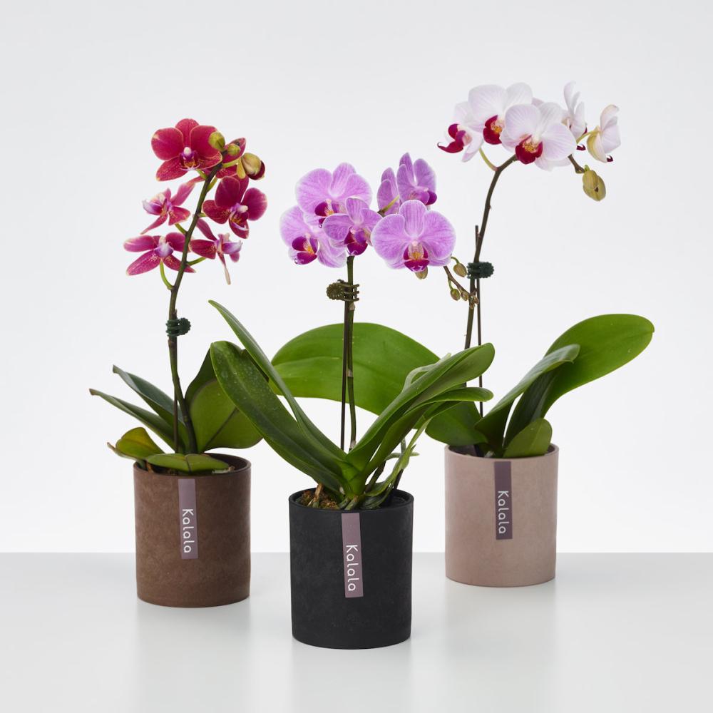 おうち胡蝶蘭　Ｋａｌａｌａ　【ウッド鉢３入】