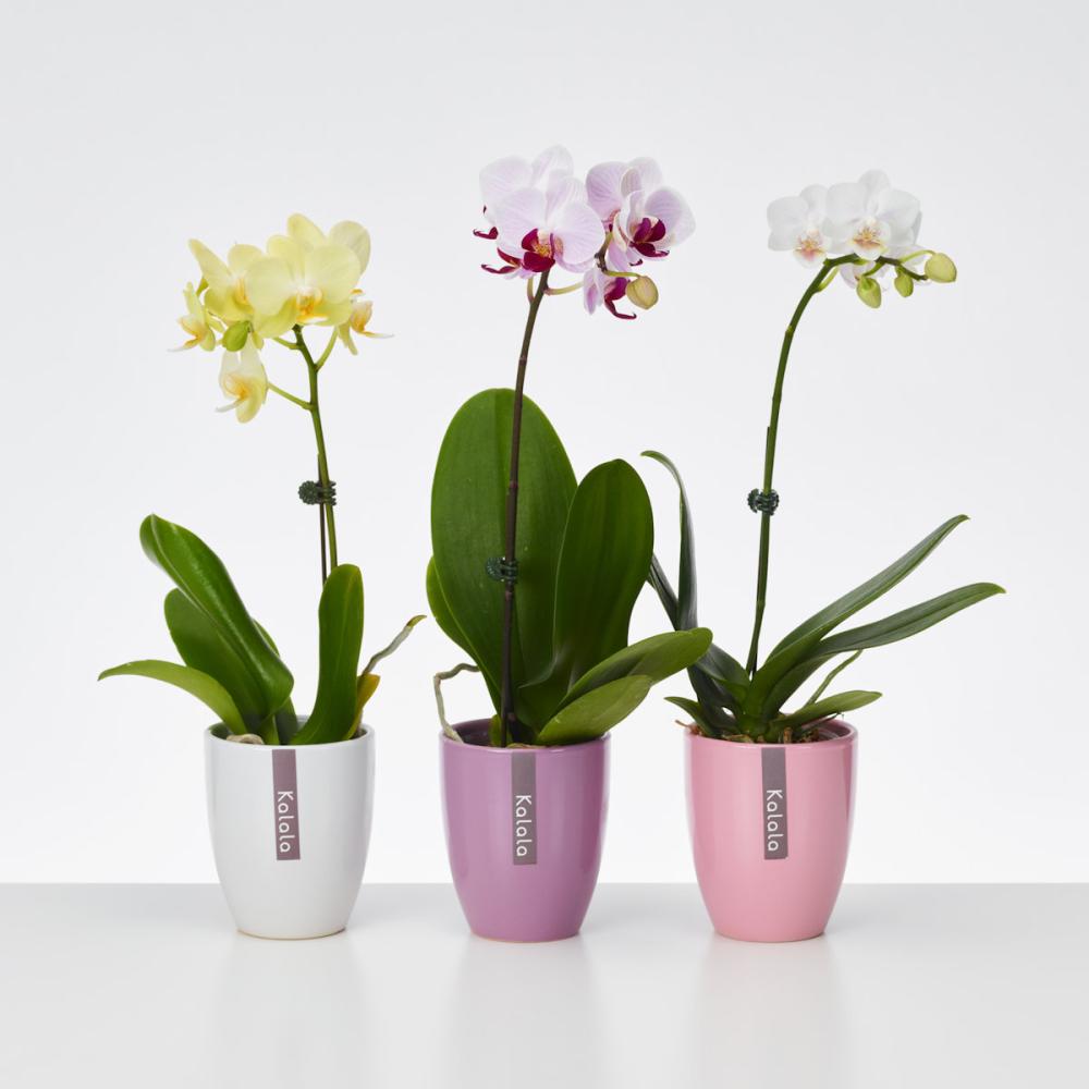 おうち胡蝶蘭　Ｋａｌａｌａ　【陶器鉢３入】