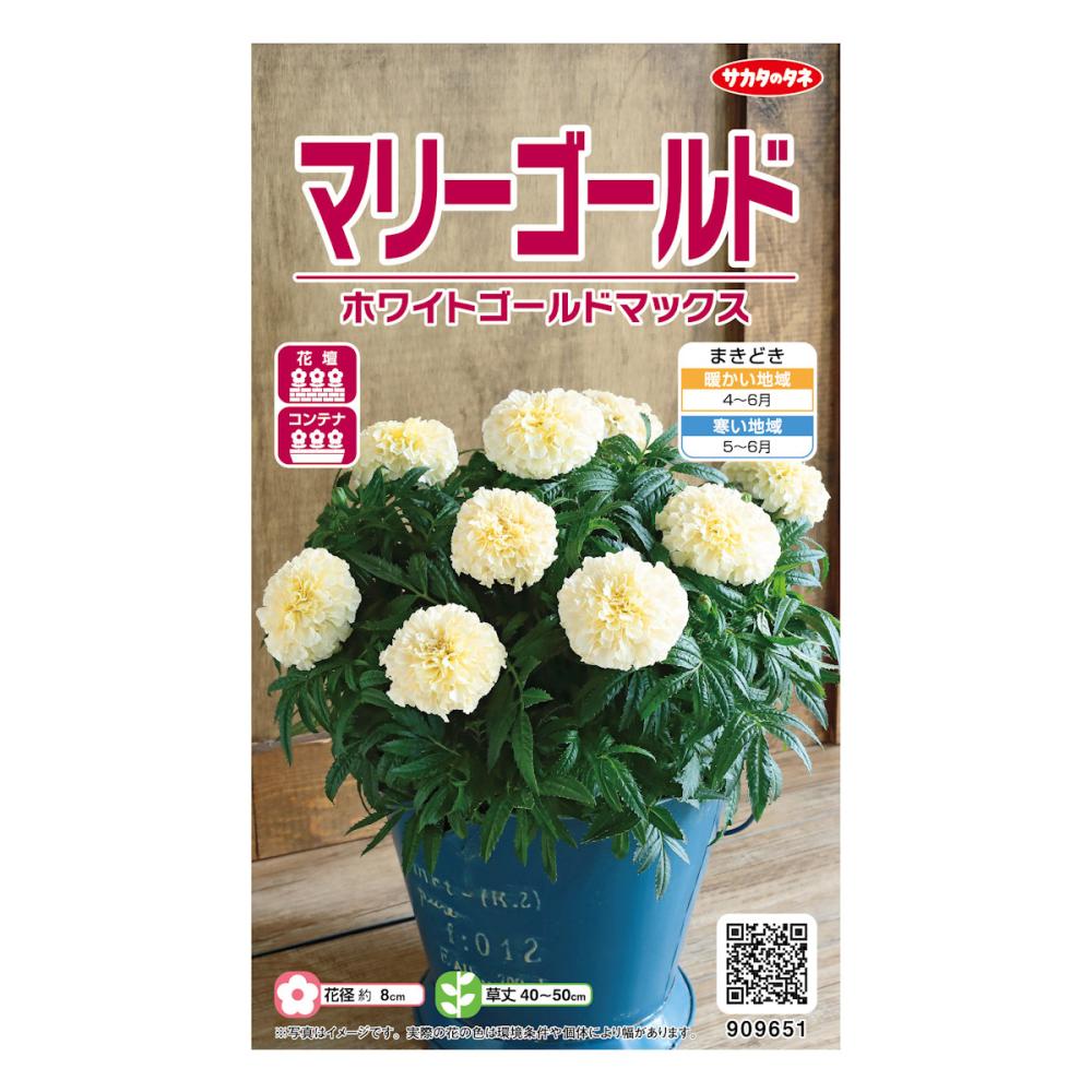 マリーゴールド種子　ホワイトゴールド　マックス