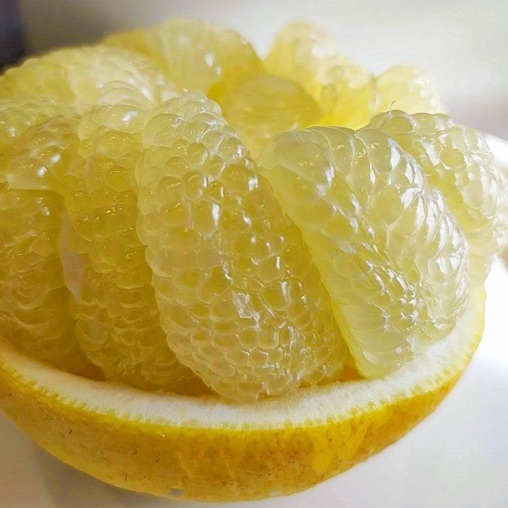 高知県産　土佐文旦　家庭用　約１０ｋｇ（２Ｌ～４Ｌ　１５玉前後）【注文期限：２０２６年３月３０日】