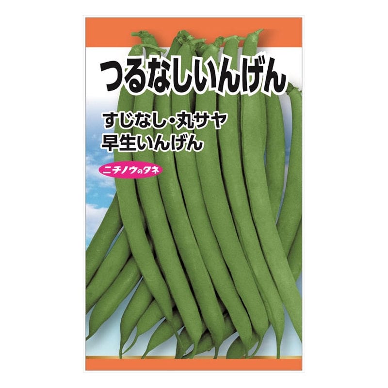 ニチノウのタネ　つるなしいんげん