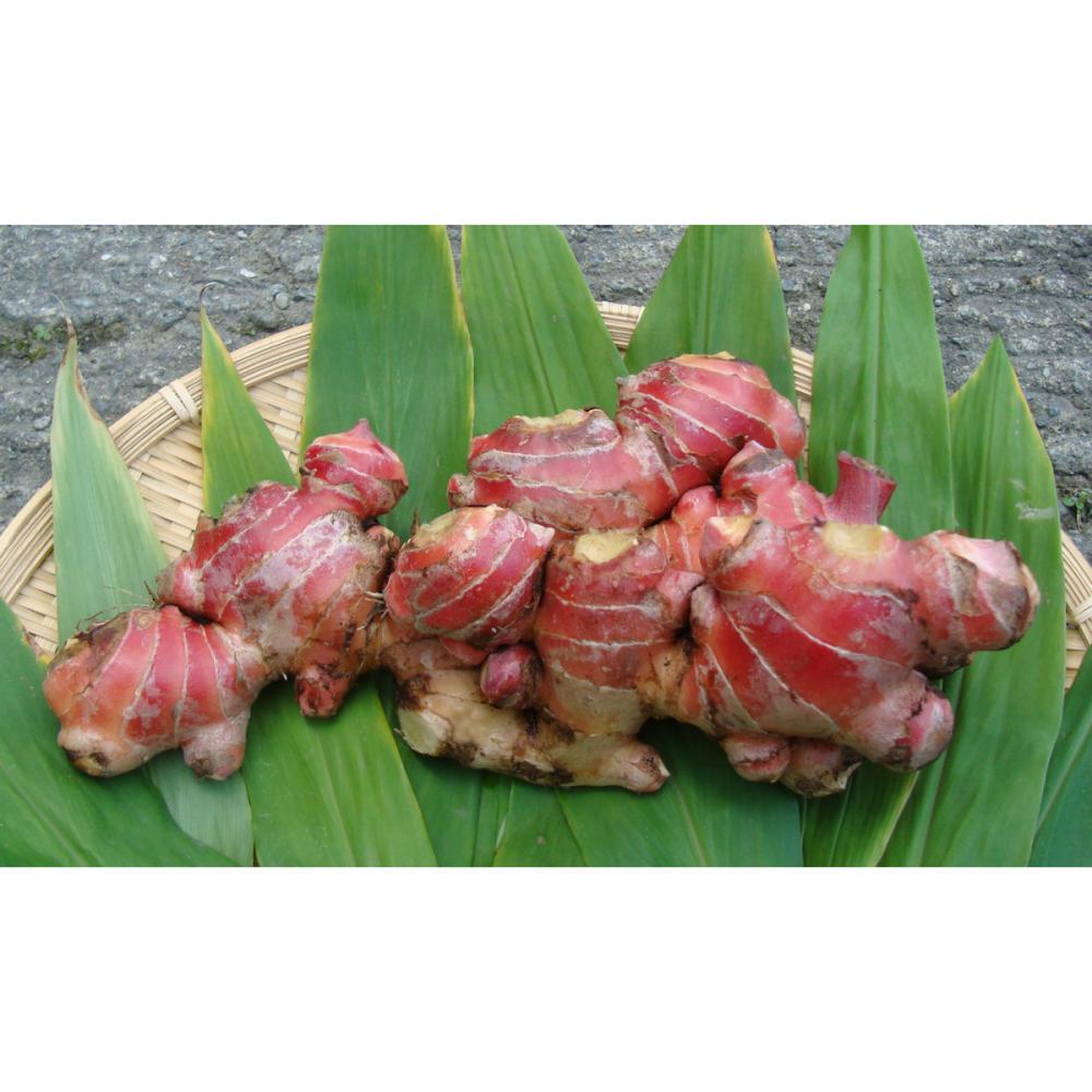 【春予約】　国産　赤生姜　３ｋｇ　【申込期限：３月２２日（日）】　【引渡予定日：４月１１日（土）～１９日（日）】
