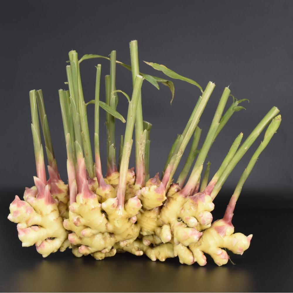 完売御礼　【春予約】　国産　中太生姜　１ｋｇ　【申込期限：３月２２日（日）】　【引渡予定日：４月１１日（土）～１９日（日）】