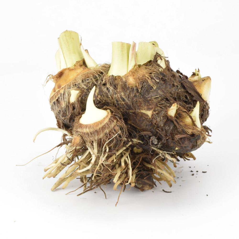 【春予約】　国産　里芋　八つ頭　親芋　２ｋｇ　【申込期限：３月２２日（日）】　【引渡予定日：４月１１日（土）～１９日（日）】