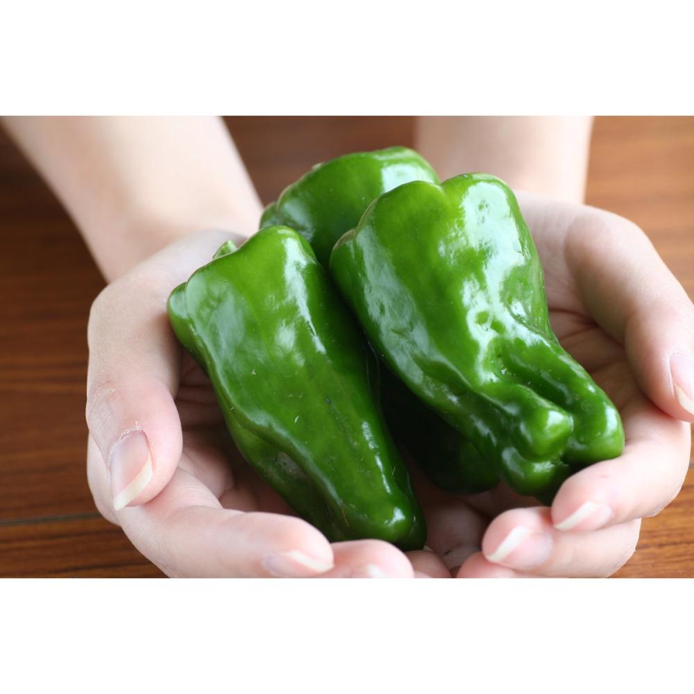 【春予約】　ピーマン苗　土佐ピーマン　（よりどり4個セット専用）　【申込期限：３月２２日（日）】　【引渡予定日：４月４日（土）～１２日（日）】