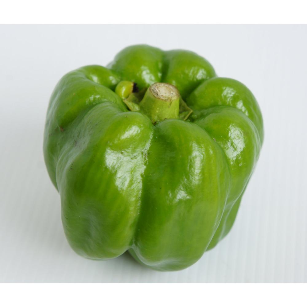 【春予約】　トウガラシ苗　ぼたんこしょう　（よりどり4個セット専用）　【申込期限：３月２２日（日）】　【引渡予定日：４月４日（土）～１２日（日）】