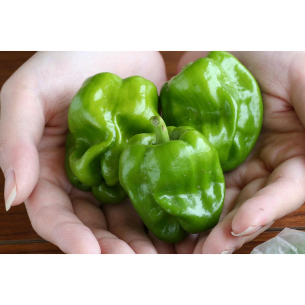 【春予約】　トウガラシ苗　かぐらなんばん　（よりどり4個セット専用）　【申込期限：３月２２日（日）】　【引渡予定日：４月４日（土）～１２日（日）】