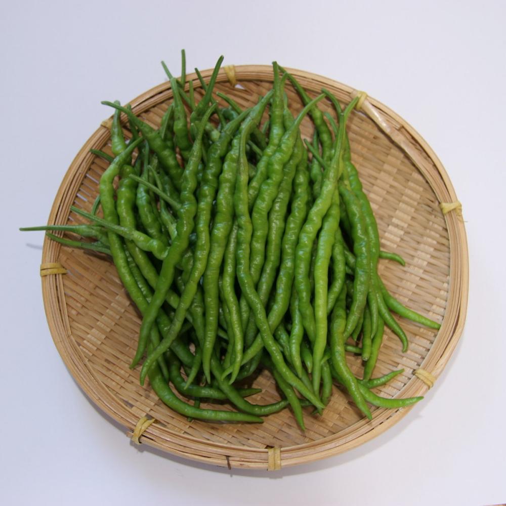 【春予約】　トウガラシ苗　ひもとうがらし　（よりどり4個セット専用）　【申込期限：３月２２日（日）】　【引渡予定日：４月４日（土）～１２日（日）】