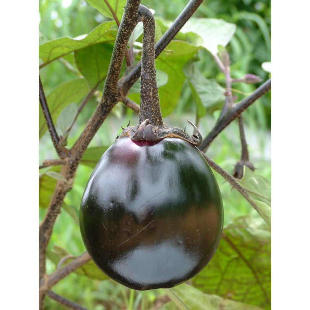 【春予約】　ナス苗　会津丸なす　（よりどり4個セット専用）　【申込期限：３月２２日（日）】　【引渡予定日：４月４日（土）～１２日（日）】