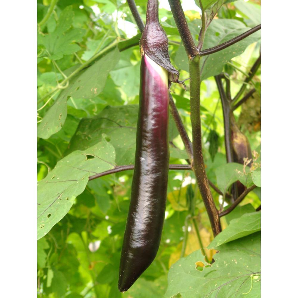 【春予約】　ナス苗　博多大長なす　（よりどり4個セット専用）　【申込期限：３月２２日（日）】　【引渡予定日：４月４日（土）～１２日（日）】