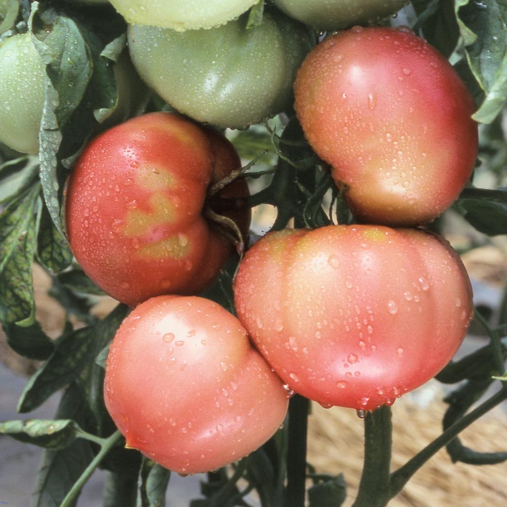 【春予約】　トマト苗　愛知ファーストトマト　（よりどり4個セット専用）　【申込期限：３月２２日（日）】　【引渡予定日：４月４日（土）～１２日（日）】