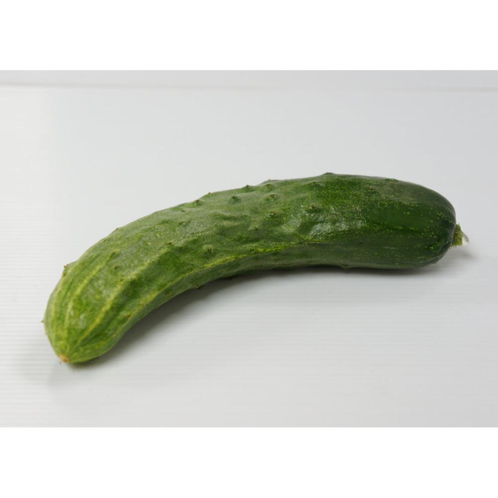 【春予約】　キュウリ苗　八町きゅうり　（よりどり4個セット専用）　【申込期限：３月２２日（日）】　【引渡予定日：４月４日（土）～１２日（日）】