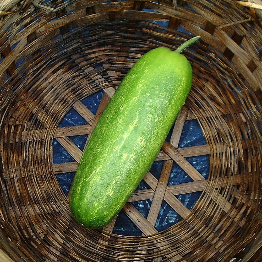 【春予約】　キュウリ苗　金沢太きゅうり　（よりどり4個セット専用）　【申込期限：３月２２日（日）】　【引渡予定日：４月４日（土）～１２日（日）】