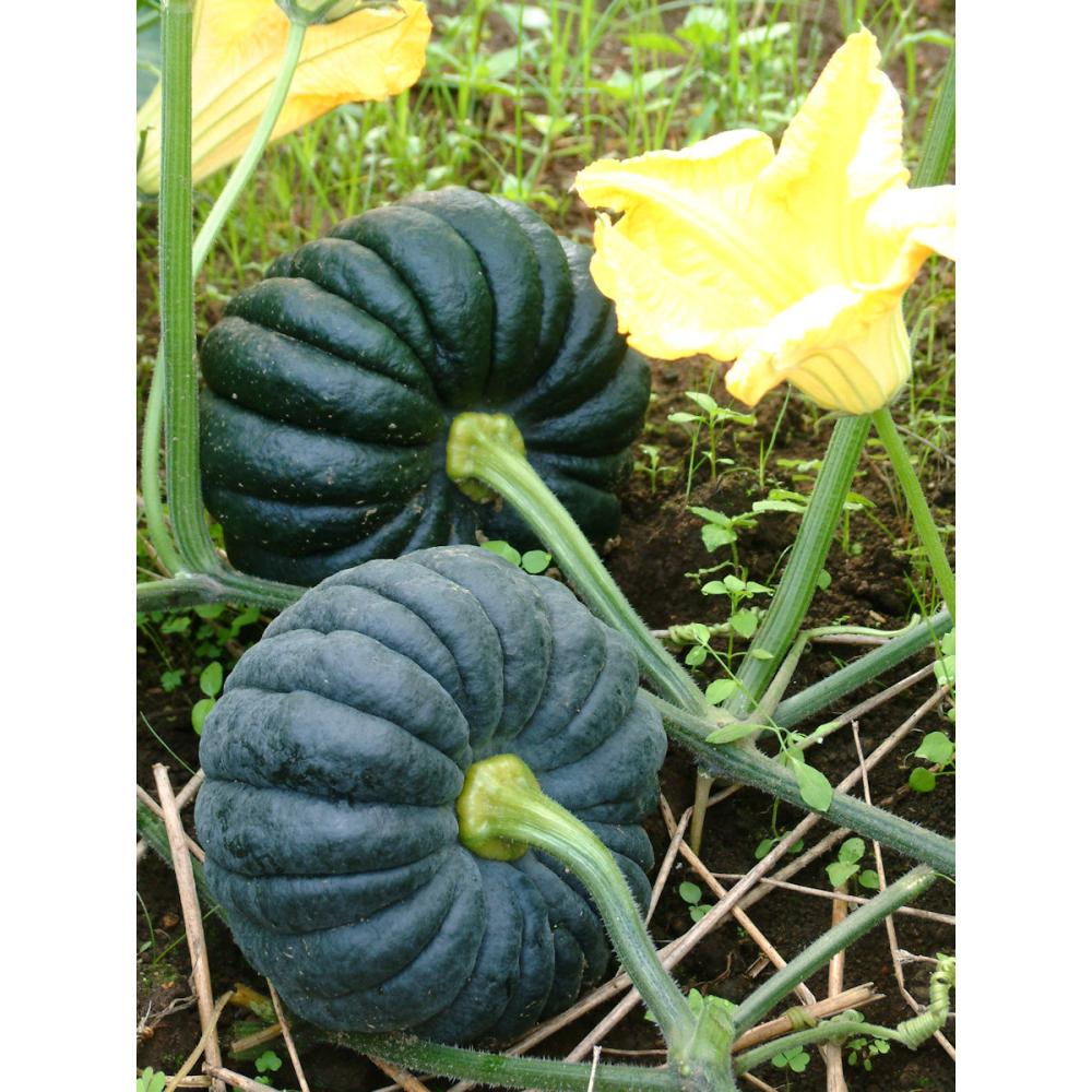 【春予約】　カボチャ苗　勝間かぼちゃ　（よりどり4個セット専用）　【申込期限：３月２２日（日）】　【引渡予定日：４月４日（土）～１２日（日）】