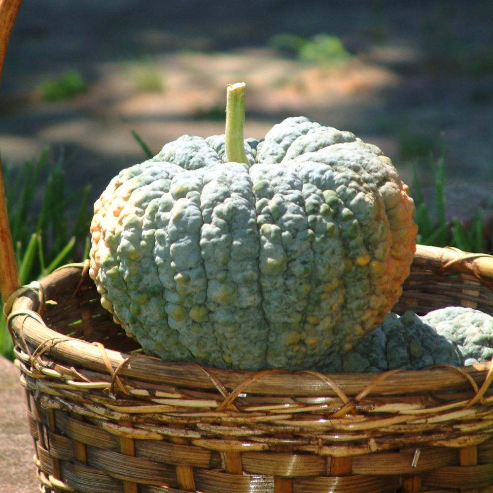 【春予約】　カボチャ苗　日向かぼちゃ　（よりどり4個セット専用）　【申込期限：３月２２日（日）】　【引渡予定日：４月４日（土）～１２日（日）】