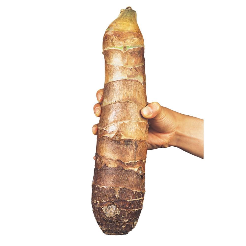 完売御礼【春予約】　タケノコ芋（京芋）　５００ｇ　【申込期限：３月２２日（日）】　【引渡予定日：４月１１日（土）～１９日（日）】