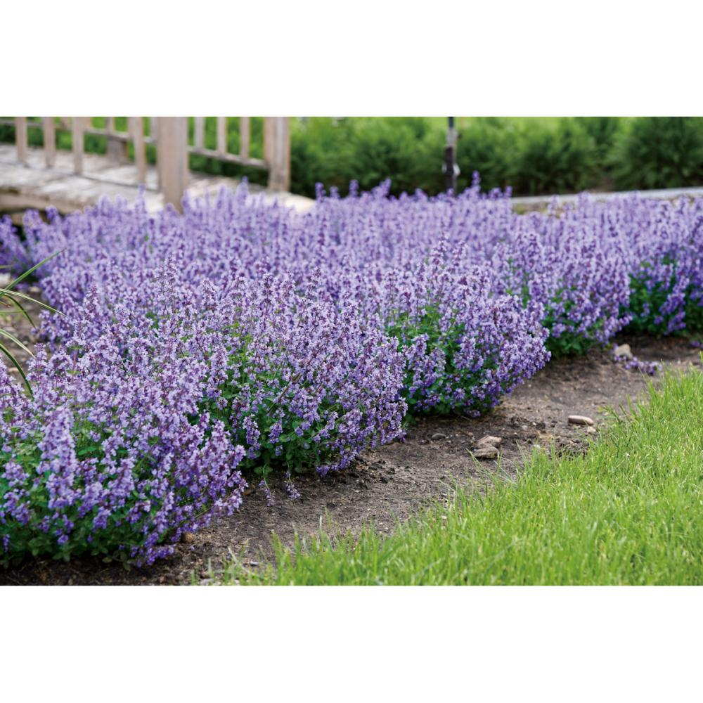 【春予約】　ネペタ　キャッツパジャマ　【申込期限：４月５日（日）】　【引渡予定日：４月２５日（土）～５月３日（日）】