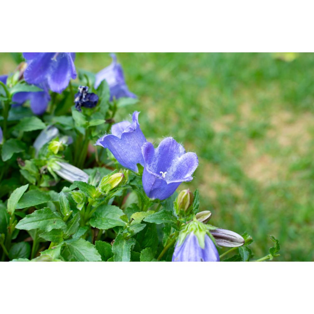 【春予約】　カンパニュラ　マジェスティックブルー　【申込期限：４月５日（日）】　【引渡予定日：４月２５日（土）～５月３日（日）】