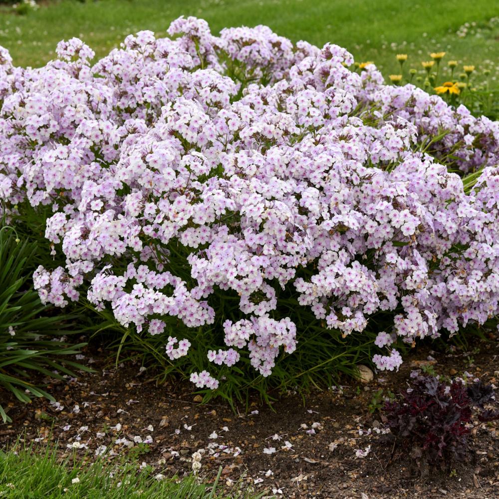 【春予約】　フロックス　オープニングアクト　ピンクアドット　１１ｃｍ　【申込期限：４月５日（日）】　【引渡予定日：４月２５日（土）～５月３日（日）】