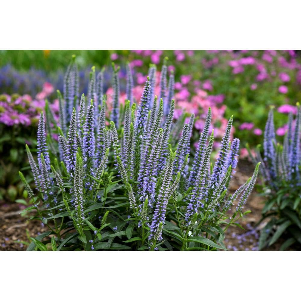 【春予約】　ベロニカ　ウィザーディング　エバーアフター　【申込期限：４月５日（日）】　【引渡予定日：４月２５日（土）～５月３日（日）】