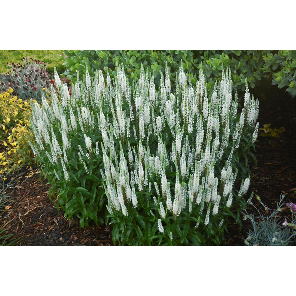 【春予約】　ベロニカ　ウィザーディング　ホワイトワンズ　【申込期限：４月５日（日）】　【引渡予定日：４月２５日（土）～５月３日（日）】