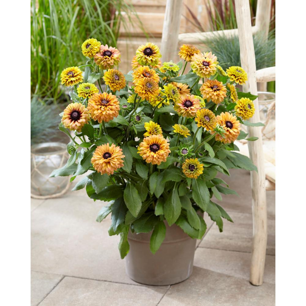 【春予約】　ルドベキア　アーバンサファリ　サバンナセット　【申込期限：４月５日（日）】　【引渡予定日：４月２５日（土）～５月３日（日）】