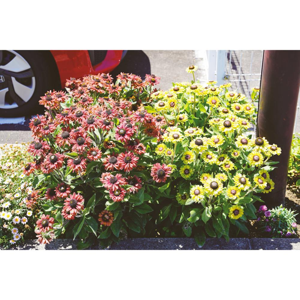 【春予約】　ルドベキア　アーバンサファリ　フォレストグリーン　【申込期限：４月５日（日）】　【引渡予定日：４月２５日（土）～５月３日（日）】