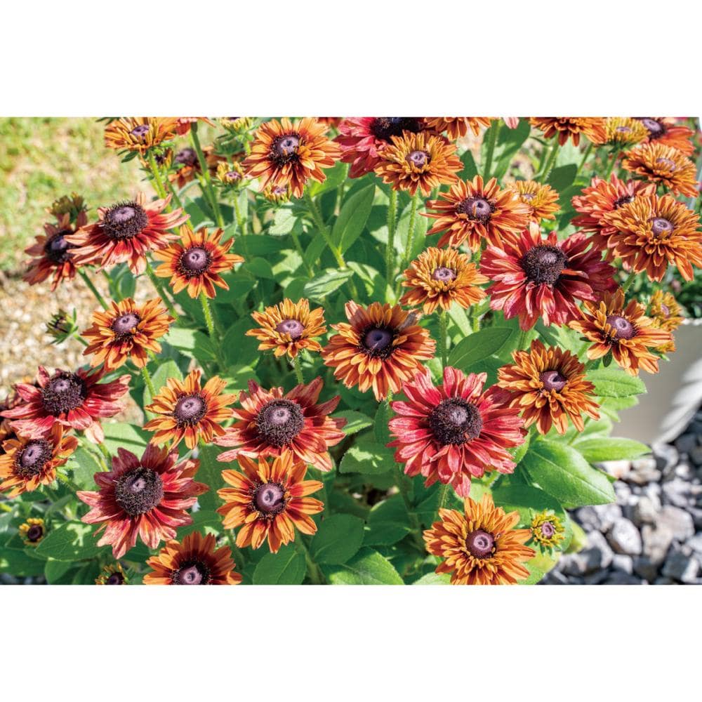 【春予約】　ルドベキア　アーバンサファリ　キャニオンレッド　【申込期限：４月５日（日）】　【引渡予定日：４月２５日（土）～５月３日（日）】