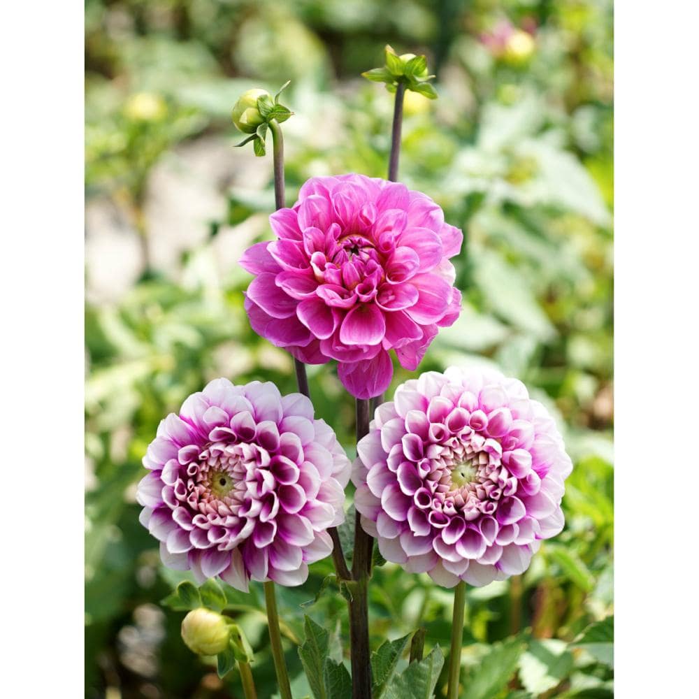 【春予約】　カットフラワーダリア　極光　１球　【申込期限：３月２２日（日）】